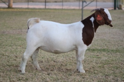 1 X BOER GOAT FLOCK DOE Bosland Boerdery