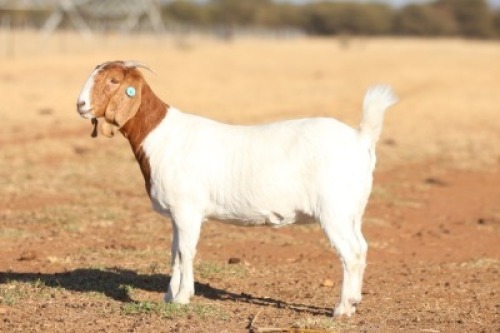 1 X BOER GOAT FLOCK DOE Anton & Rickus Bothma Kalahari Red & Boerbok Stoet