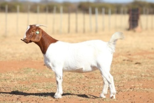 1 X BOER GOAT FLOCK TEAT DOE Anton & Rickus Bothma Kalahari Red & Boerbok Stoet