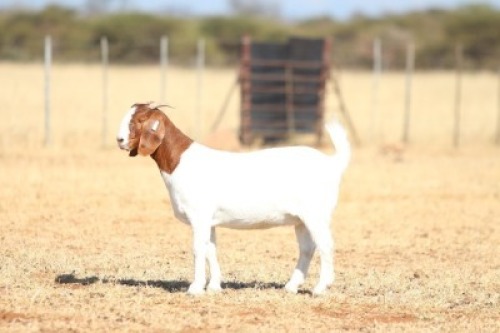 1 X BOER GOAT FLOCK DOE Anton & Rickus Bothma Kalahari Red & Boerbok Stoet