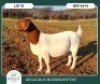 1 X BOER GOAT STUD DOE Aegagrus Boerbok stoet