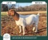 1 X BOER GOAT STUD DOE Aegagrus Boerbok stoet - 2