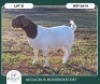 1 X BOER GOAT STUD DOE Aegagrus Boerbok stoet - 3