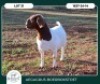 1 X BOER GOAT STUD DOE Aegagrus Boerbok stoet - 4