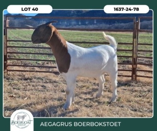 1 X BOER GOAT FLOCK DOE Aegagrus Boerbok stoet