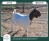 1 X BOER GOAT FLOCK DOE Aegagrus Boerbok stoet - 2