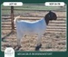 1 X BOER GOAT FLOCK DOE Aegagrus Boerbok stoet - 3