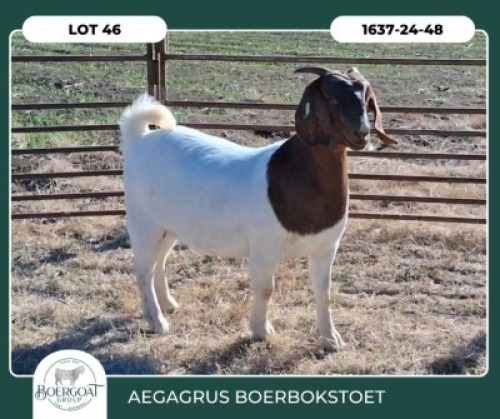 1 X BOER GOAT FLOCK DOE Aegagrus Boerbok stoet