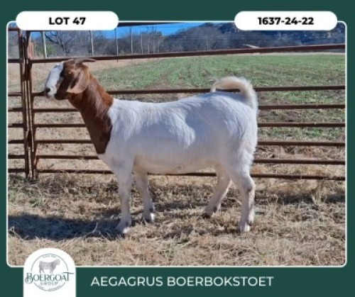 1 X BOER GOAT STUD DOE Aegagrus Boerbok stoet
