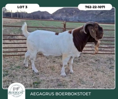 1 X BOER GOAT STUD BUCK Aegagrus Boerbok Stoet