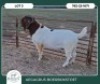 1 X BOER GOAT STUD BUCK Aegagrus Boerbok Stoet - 2