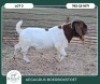 1 X BOER GOAT STUD BUCK Aegagrus Boerbok Stoet - 3