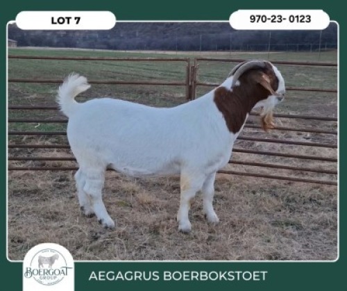 1 X BOER GOAT STUD BUCK Aegagrus Boerbok stoet