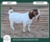 1 X BOER GOAT STUD BUCK Aegagrus Boerbok stoet - 2