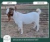 1 X BOER GOAT STUD BUCK Aegagrus Boerbok stoet - 3
