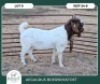 1 X BOER GOAT FLOCK BUCK Aegagrus Boerbok stoet