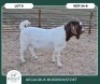 1 X BOER GOAT FLOCK BUCK Aegagrus Boerbok stoet - 2