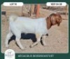 WITHDRAWN - 1 X BOER GOAT BUCK Aegagrus Boerbok stoet