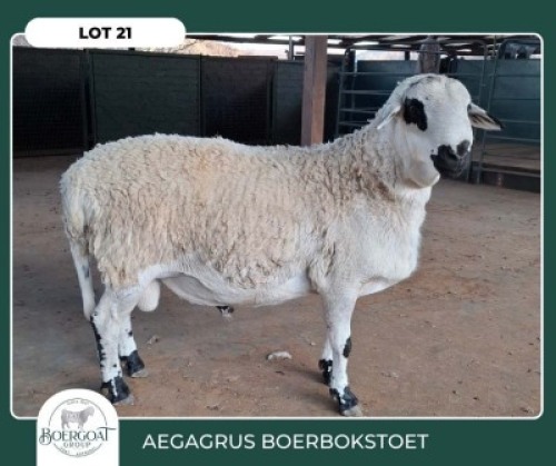 1 X MEATMASTER RAM Aegagrus Boerbok stoet