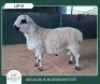 1 X MEATMASTER RAM Aegagrus Boerbok stoet - 2
