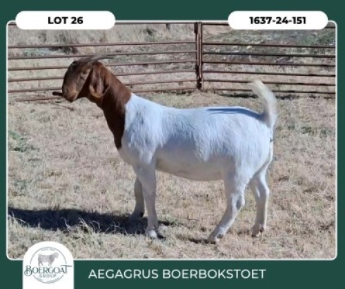 1 X BOER GOAT STUD DOE Aegagrus Boerbok stoet