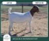 1 X BOER GOAT STUD DOE Aegagrus Boerbok stoet - 2