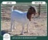 1 X BOER GOAT STUD DOE Aegagrus Boerbok stoet - 3