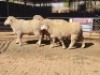 1 X VLEIS MARINOS RAM JAN VAN DE KAMP - 2