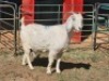 1 X SAVANNA DOE LIVESTOCK