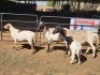 2+2 X MEATMASTERS EWE FREDERIK SMITH (Per animal to take the lot)