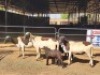 3+3 X MEATMASTERS EWE FREDERIK SMITH (Per animal to take the lot)