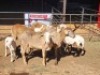 4+4 X MEATMASTERS EWE FREDERIK SMITH (Per animal to take the lot)
