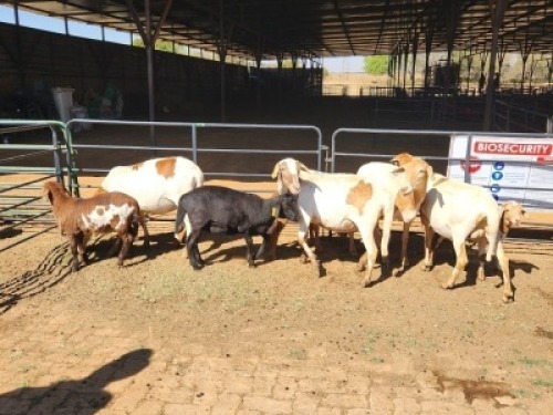 4+4 X MEATMASTERS EWE FREDERIK SMITH (Per animal to take the lot)