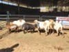 4+4 X MEATMASTERS EWE FREDERIK SMITH (Per animal to take the lot)