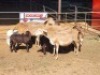 4+4 X MEATMASTERS EWE FREDERIK SMITH (Per animal to take the lot)