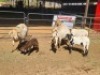 3+3 X MEATMASTERS EWE FREDERIK SMITH (Per animal to take the lot)