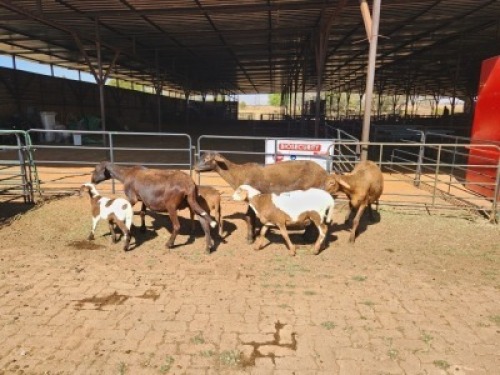 3+3 X MEATMASTERS EWE FREDERIK SMITH (Per animal to take the lot)