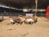 3+3 X MEATMASTERS EWE FREDERIK SMITH (Per animal to take the lot)