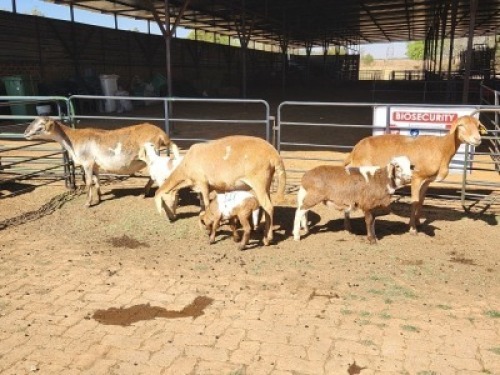 3+3 X MEATMASTERS EWE FREDERIK SMITH (Per animal to take the lot)