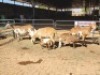 3+3 X MEATMASTERS EWE FREDERIK SMITH (Per animal to take the lot)