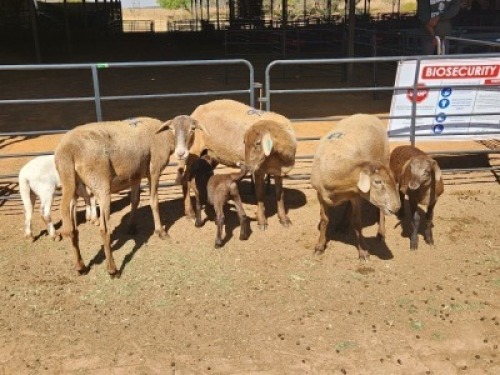 3+3 X MEATMASTERS EWE FREDERIK SMITH (Per animal to take the lot)