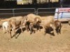 3+3 X MEATMASTERS EWE FREDERIK SMITH (Per animal to take the lot)