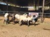 4+4 X MEATMASTERS EWE FREDERIK SMITH (Per animal to take the lot)