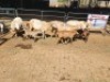 4+4 X MEATMASTERS EWE FREDERIK SMITH (Per animal to take the lot)