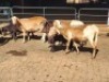 3+3 X MEATMASTERS EWE FREDERIK SMITH (Per animal to take the lot)