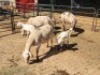 3+3 X MEATMASTERS EWE FREDERIK SMITH (Per animal to take the lot)