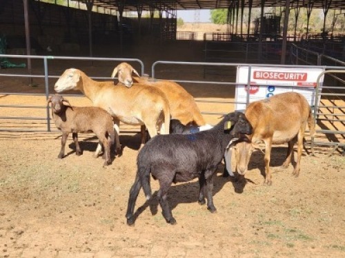 3+3 X MEATMASTERS EWE FREDERIK SMITH (Per animal to take the lot)