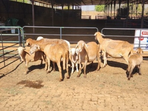 4+4 X MEATMASTERS EWE FREDERIK SMITH (Per animal to take the lot)