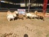 3+3 X MEATMASTERS EWE FREDERIK SMITH (Per animal to take the lot)
