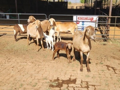 4+4 X MEATMASTERS EWE FREDERIK SMITH (Per animal to take the lot)